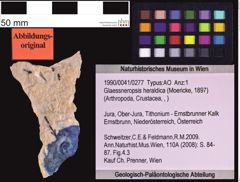 Foto (Objekt + Etiketten) von Glaessneropsis heraldica (Moericke, 1897) (NHMW-GEO-1990-0041-0277)
